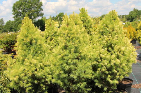 Blaufichte 'Starlight' - Picea glauca 'Starlight'