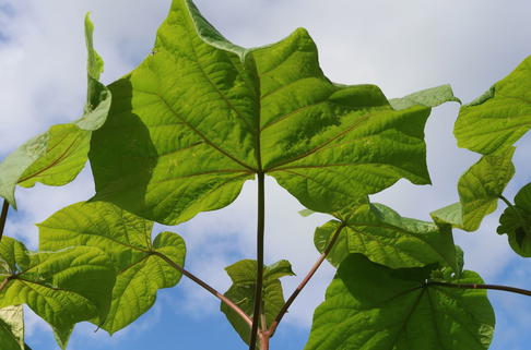 Blauglockenbaum 'Fast Blue' - Paulownia fortunei 'Fast Blue'