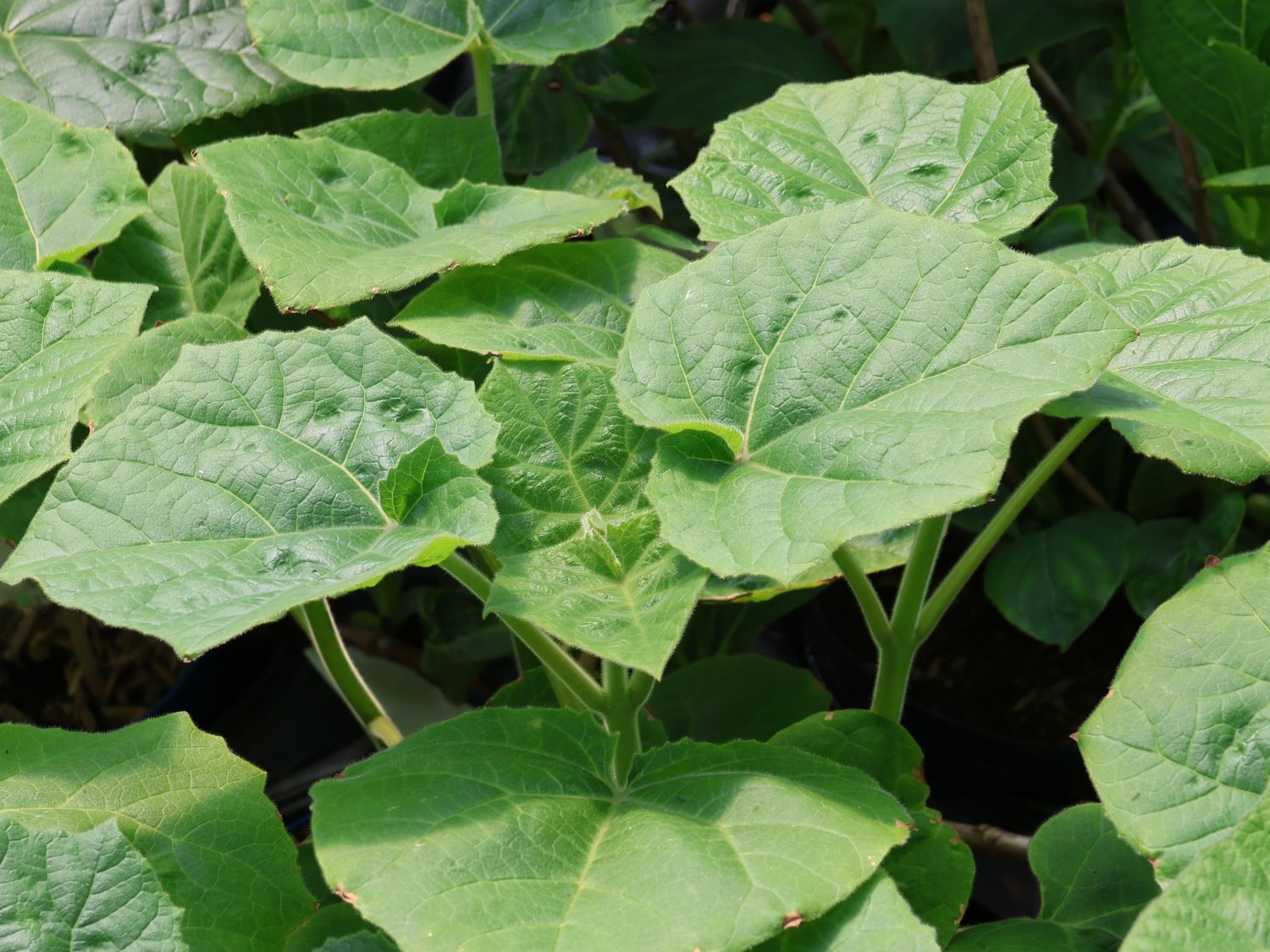 Blauglockenbaum 'Futuro' - Paulownia elongata 'Futuro'