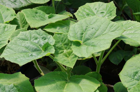 Blauglockenbaum 'Futuro' - Paulownia elongata 'Futuro'