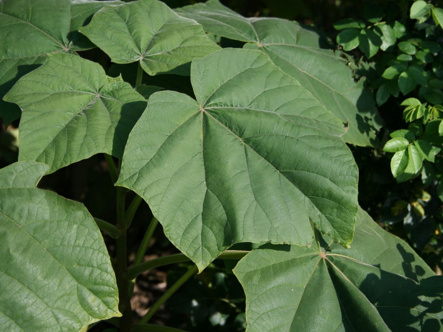Paulownien (Paulownia)