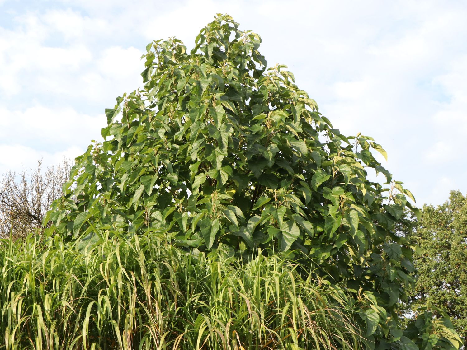 Blauglockenbaumgewächse (Paulowniaceae)