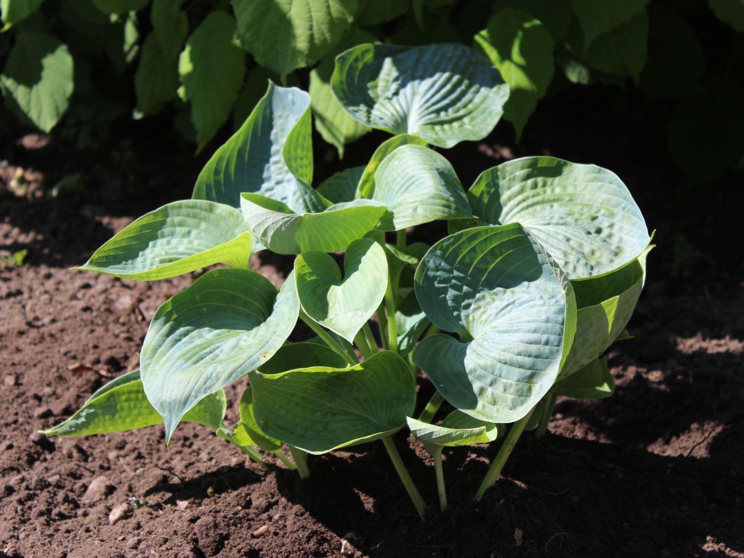 Blaugraue Funkie 'Abiqua Drinking Gourd'