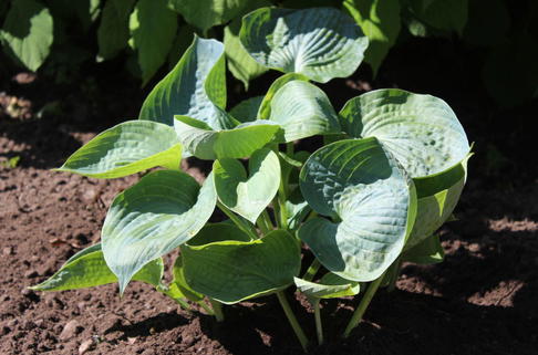 Blaugraue Funkie 'Abiqua Drinking Gourd' - Hosta tokudama 'Abiqua Drinking Gourd'