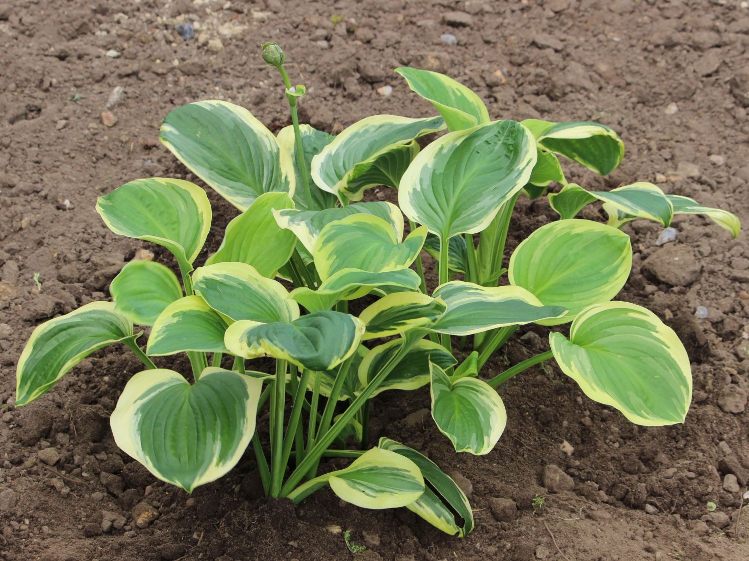 Duftende Lilien-Funkie 'Diana Remembered'