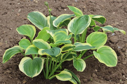 Duftende Lilien-Funkie 'Diana Remembered' - Hosta plantaginea 'Diana Remembered'