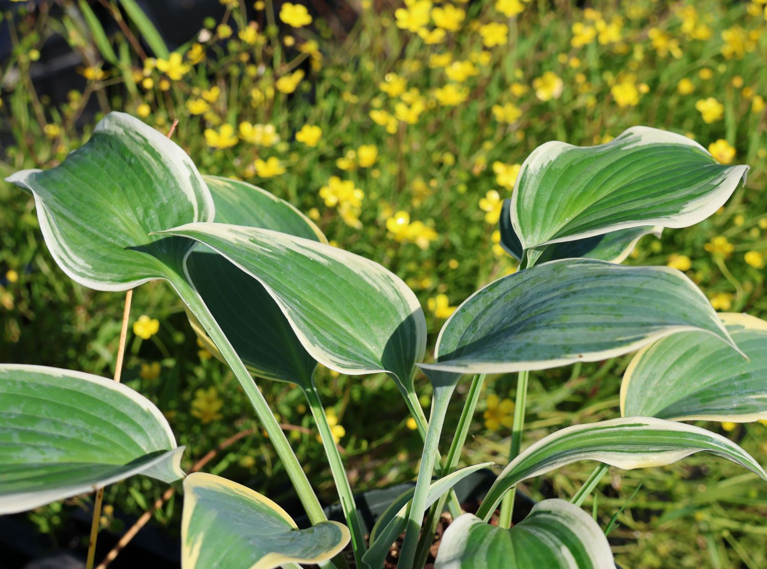 Blaugraue Funkie 'Dress Blues'