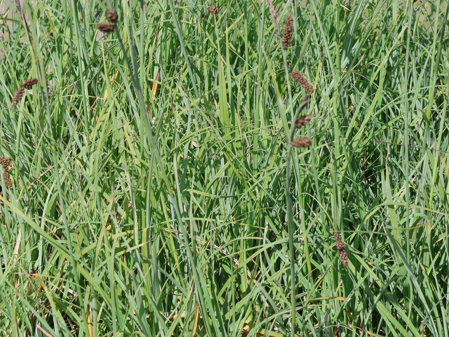 Blaugrüne Segge 'Blue Zinger'