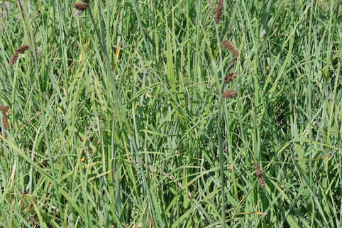 Blaugrüne Segge 'Blue Zinger' - Carex flacca 'Blue Zinger'