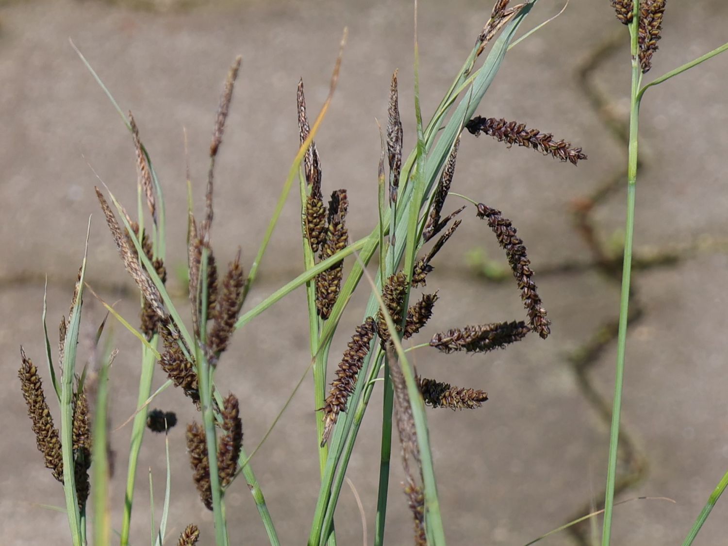 Blaugrüne Segge 'Blue Zinger' - Carex flacca 'Blue Zinger'