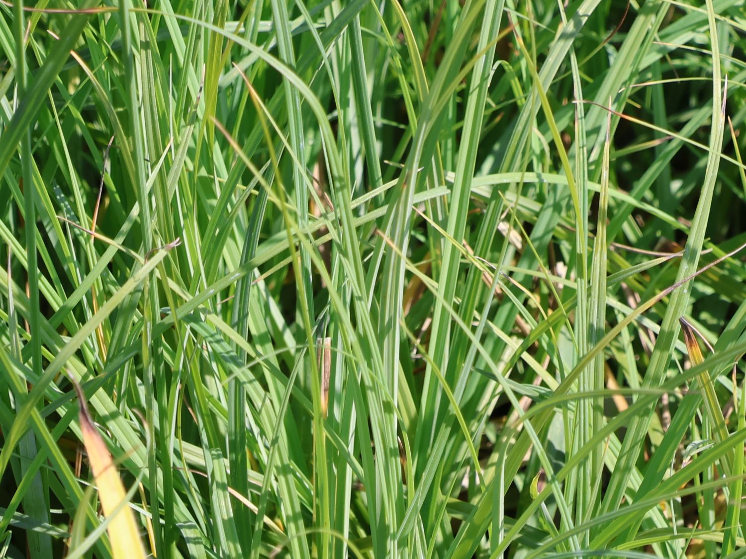 Blaugrüne Segge 'Blue Zinger' - Carex flacca 'Blue Zinger'