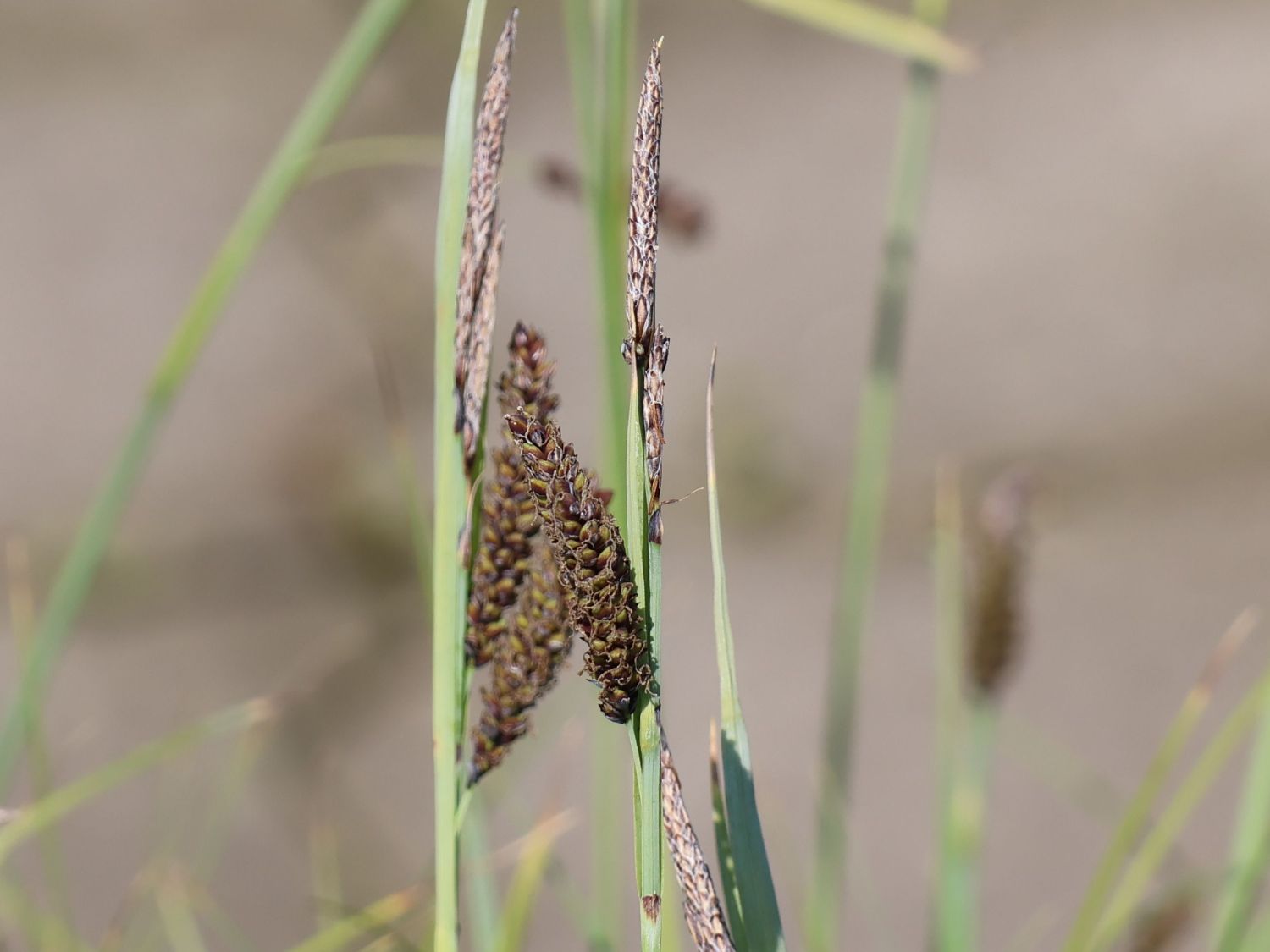 Blaugrüne Segge 'Blue Zinger' - Carex flacca 'Blue Zinger'