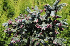 Blaugrüne Spanische Tanne 'Glauca'