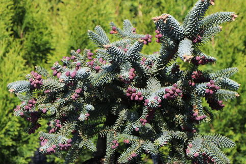 Blaugrüne Spanische Tanne 'Glauca' - Abies pinsapo 'Glauca'