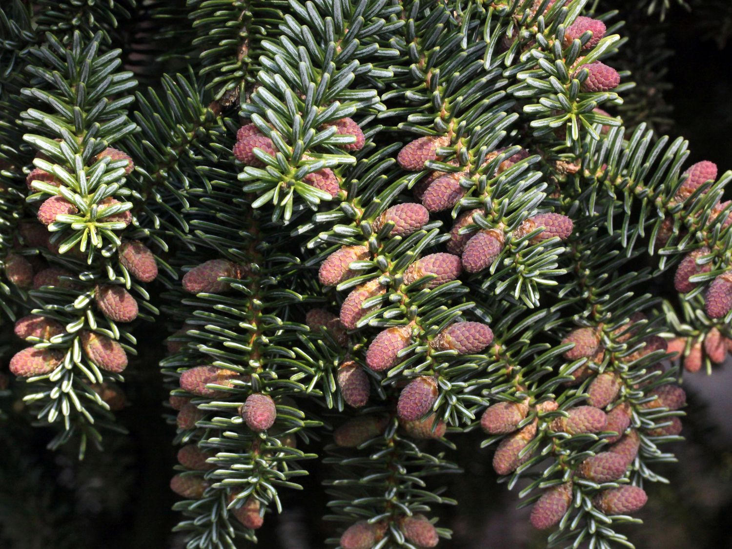 Blaugrüne Spanische Tanne 'Glauca' - Abies pinsapo 'Glauca'