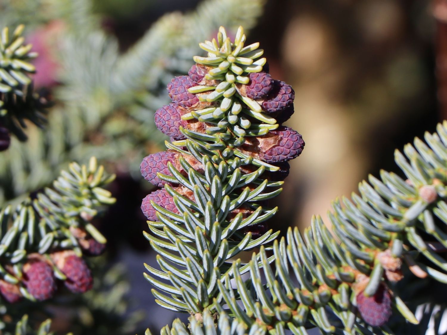Blaugrüne Spanische Tanne 'Glauca' - Abies pinsapo 'Glauca'