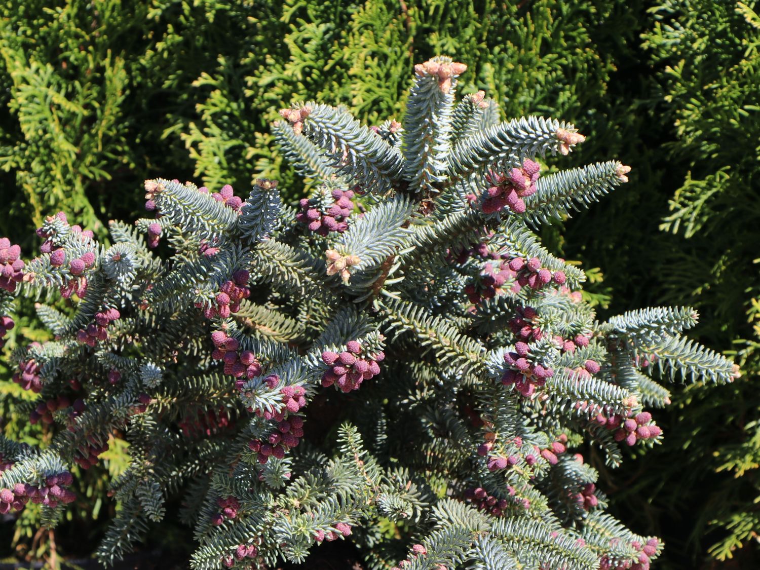 Blaugrüne Spanische Tanne 'Glauca' - Abies pinsapo 'Glauca'