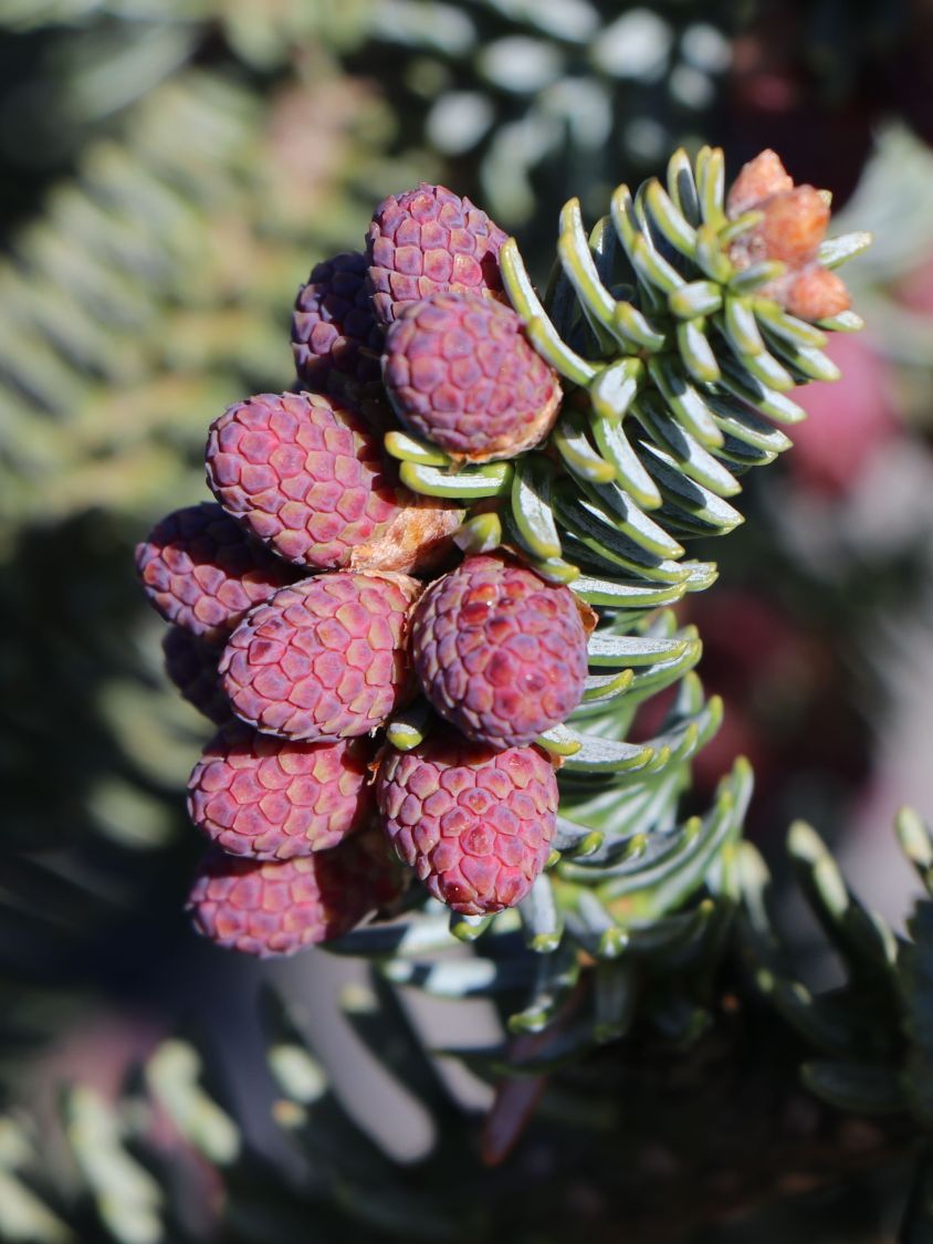 Blaugrüne Spanische Tanne 'Glauca' - Abies pinsapo 'Glauca'