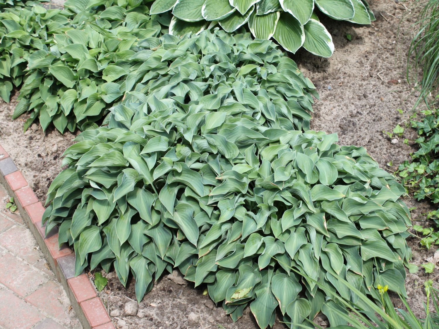 Blaugrüne Zwerg-Funkie 'Blue Cadet'