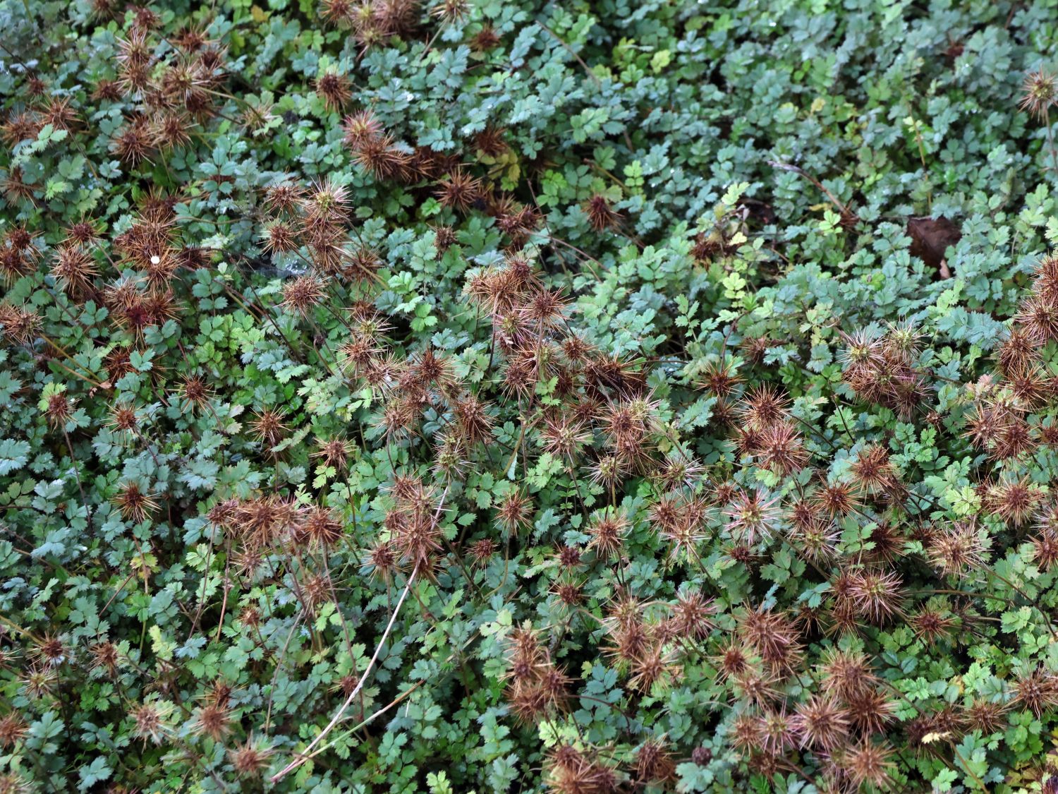 Blaugrünes Stachelnüsschen - Acaena buchananii