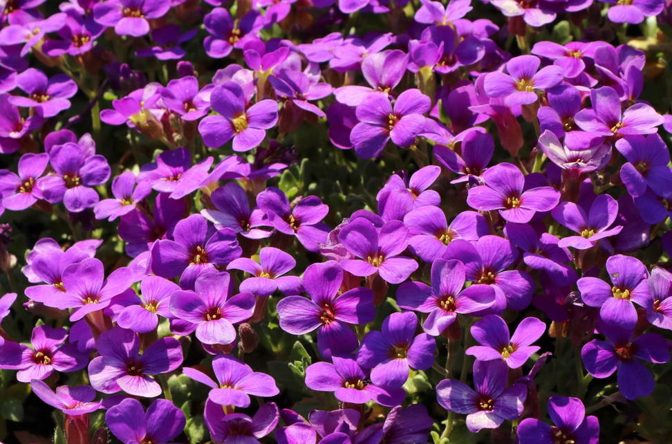 Kreuzbl tler Brassicaceae Wissen Pflanzen Dieser Familie kreuzbl-tler-brassicaceae-wissen-pflanzen-dieser-familie