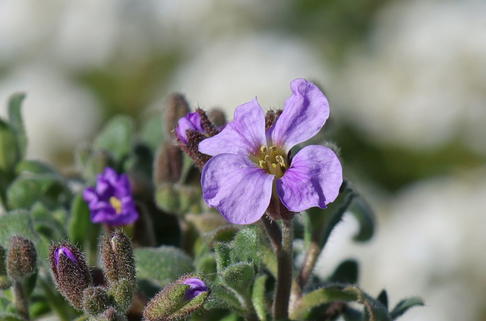 Blaukissen 'Cascade Blue' - Aubrieta x cultorum 'Cascade Blue'