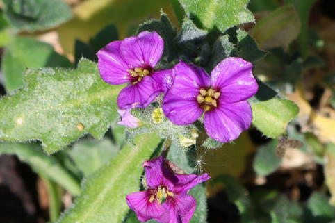 Blaukissen 'Cascade Purple' - Aubrieta x cultorum 'Cascade Purple'