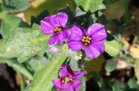 Blaukissen 'Cascade Purple' - Aubrieta x cultorum 'Cascade Purple'