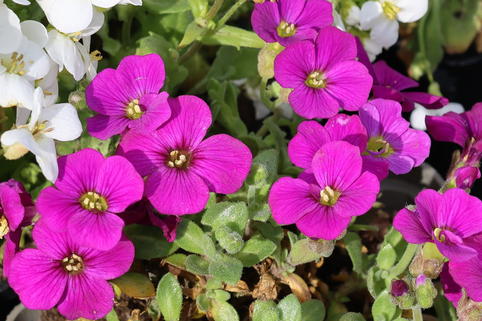 Blaukissen 'Cascade Red' - Aubrieta x cultorum 'Cascade Red'