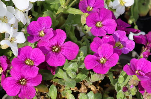 Blaukissen 'Cascade Red' - Aubrieta x cultorum 'Cascade Red'