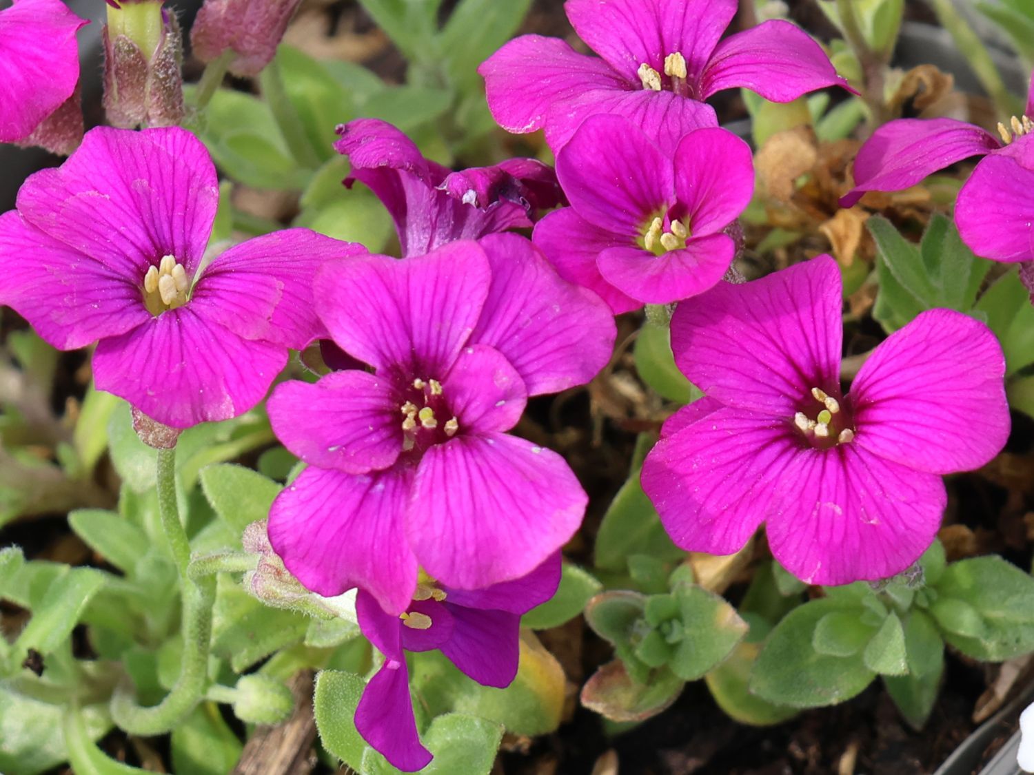 Blaukissen 'Cascade Red' - Aubrieta x cultorum 'Cascade Red'