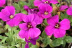 Blaukissen 'Cascade Red' - Aubrieta x cultorum 'Cascade Red'