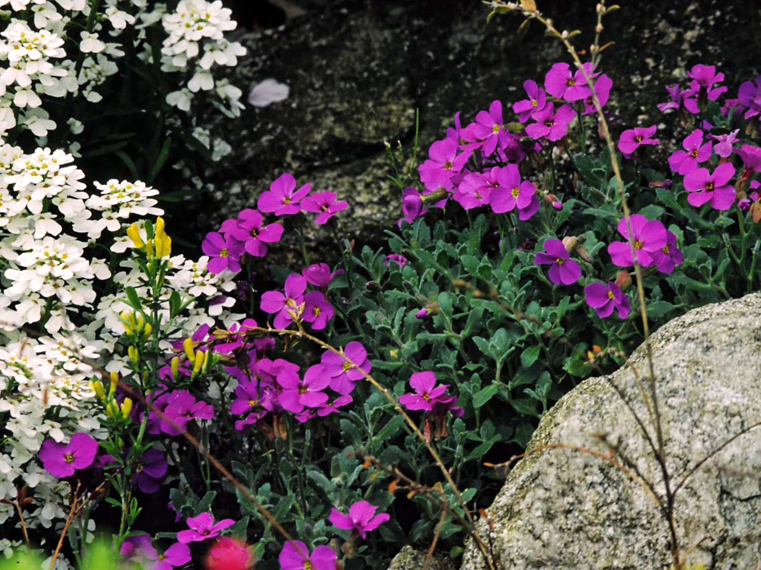 Blaukissen 'Dr. Mules' - Aubrieta x cultorum 'Dr. Mules'