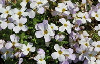 Blaukissen 'Regado White'