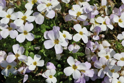 Blaukissen 'Regado White' - Aubrieta x cultorum 'Regado White'