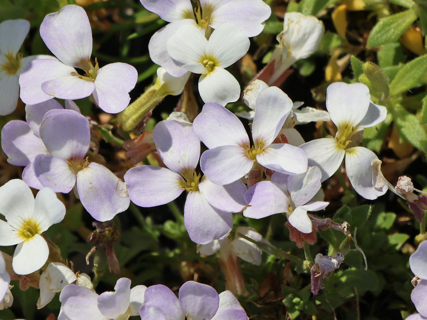 Blaukissen 'Regado White' - Aubrieta x cultorum 'Regado White'