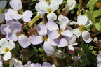 Blaukissen 'Regado White' - Aubrieta x cultorum 'Regado White'
