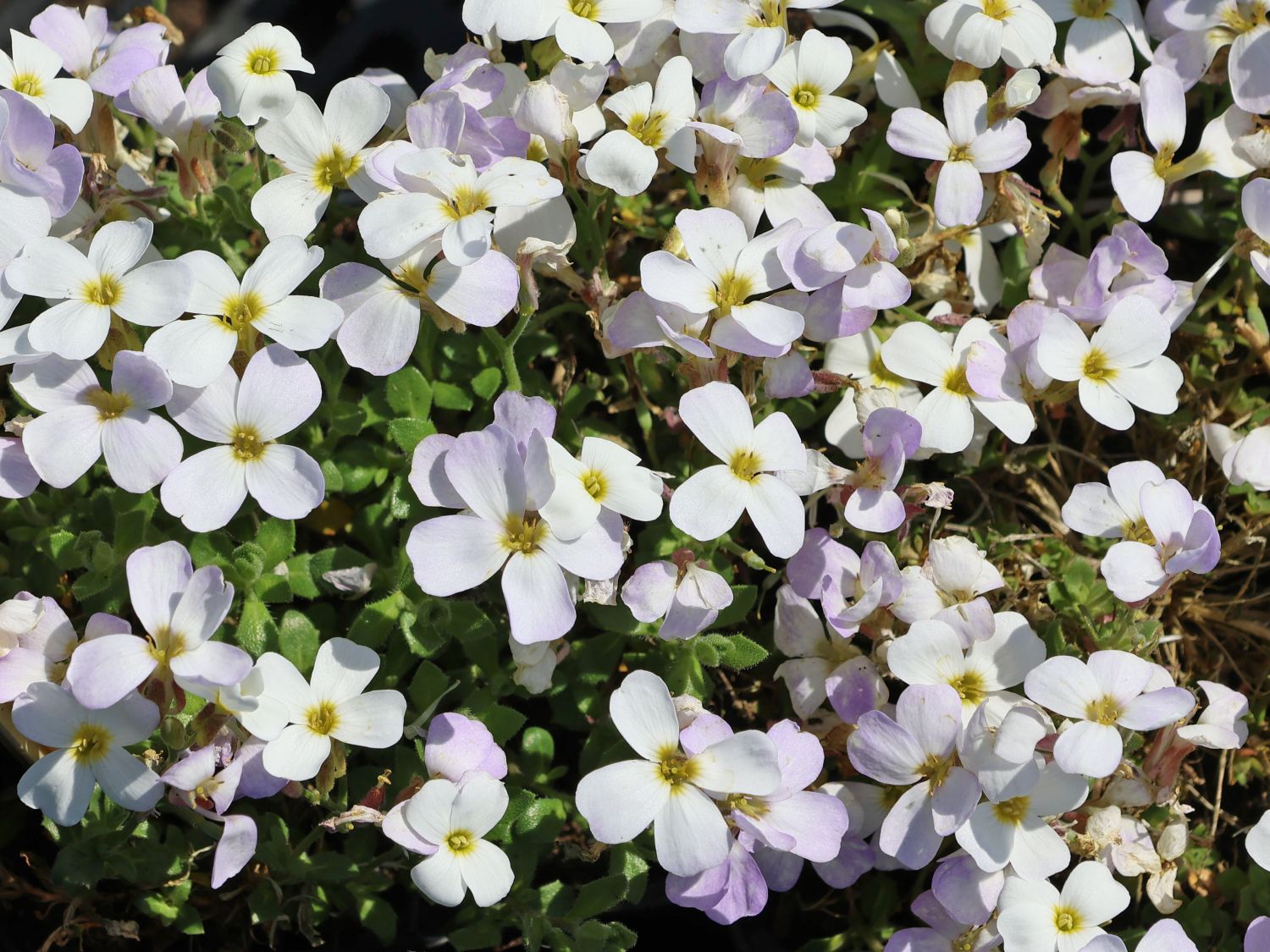 Blaukissen 'Regado White' - Aubrieta x cultorum 'Regado White'
