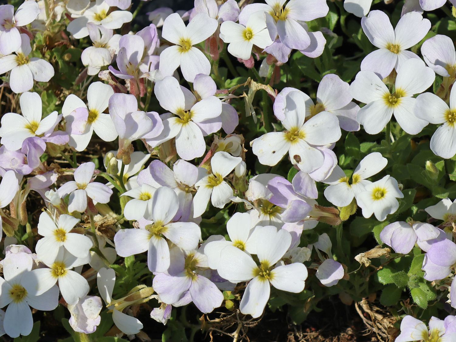 Blaukissen 'Regado White' - Aubrieta x cultorum 'Regado White'