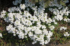 Blaukissen 'Winterberg'