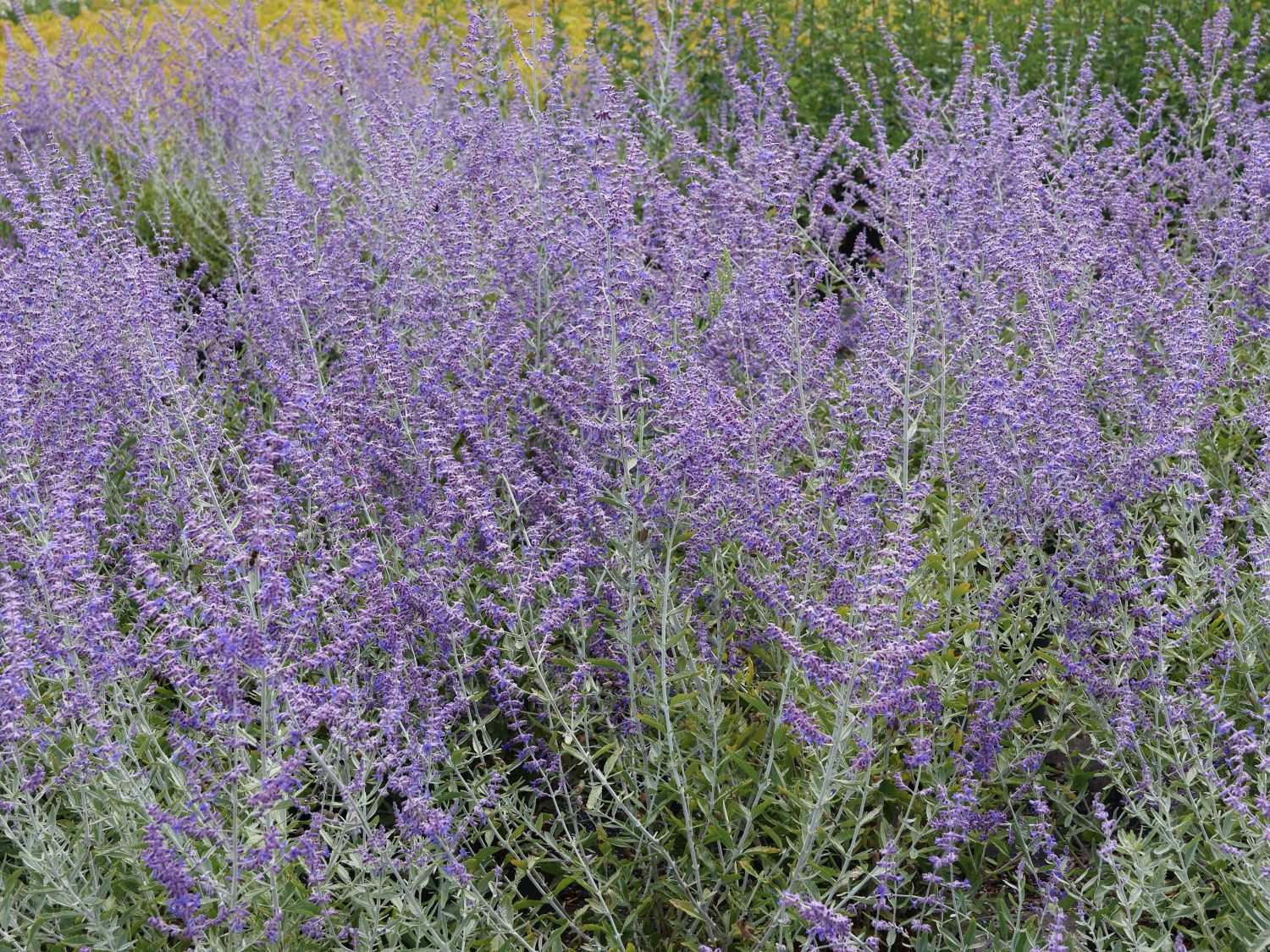 Blauraute 'Blue Haze' - Perovskia atriplicifolia 'Blue Haze'