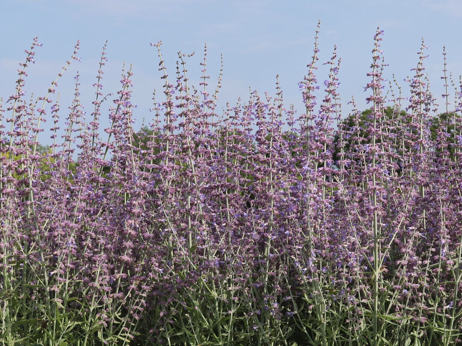 Blauraute 'Prime Time'