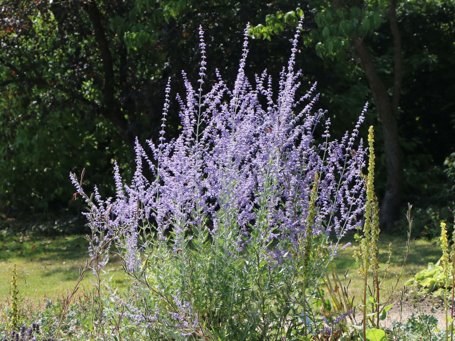 Perowskien (Perovskia)