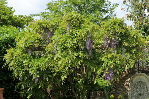 Blauregen 'Domino' - Wisteria floribunda 'Domino'