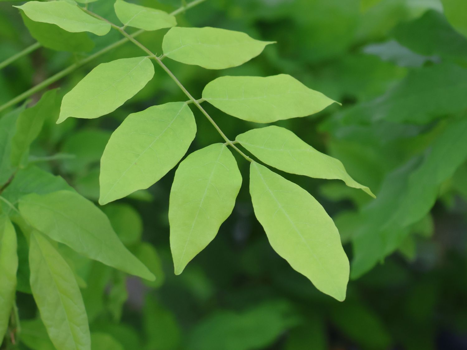 Blauregen 'Issai-naga' - Wisteria floribunda 'Issai-naga'