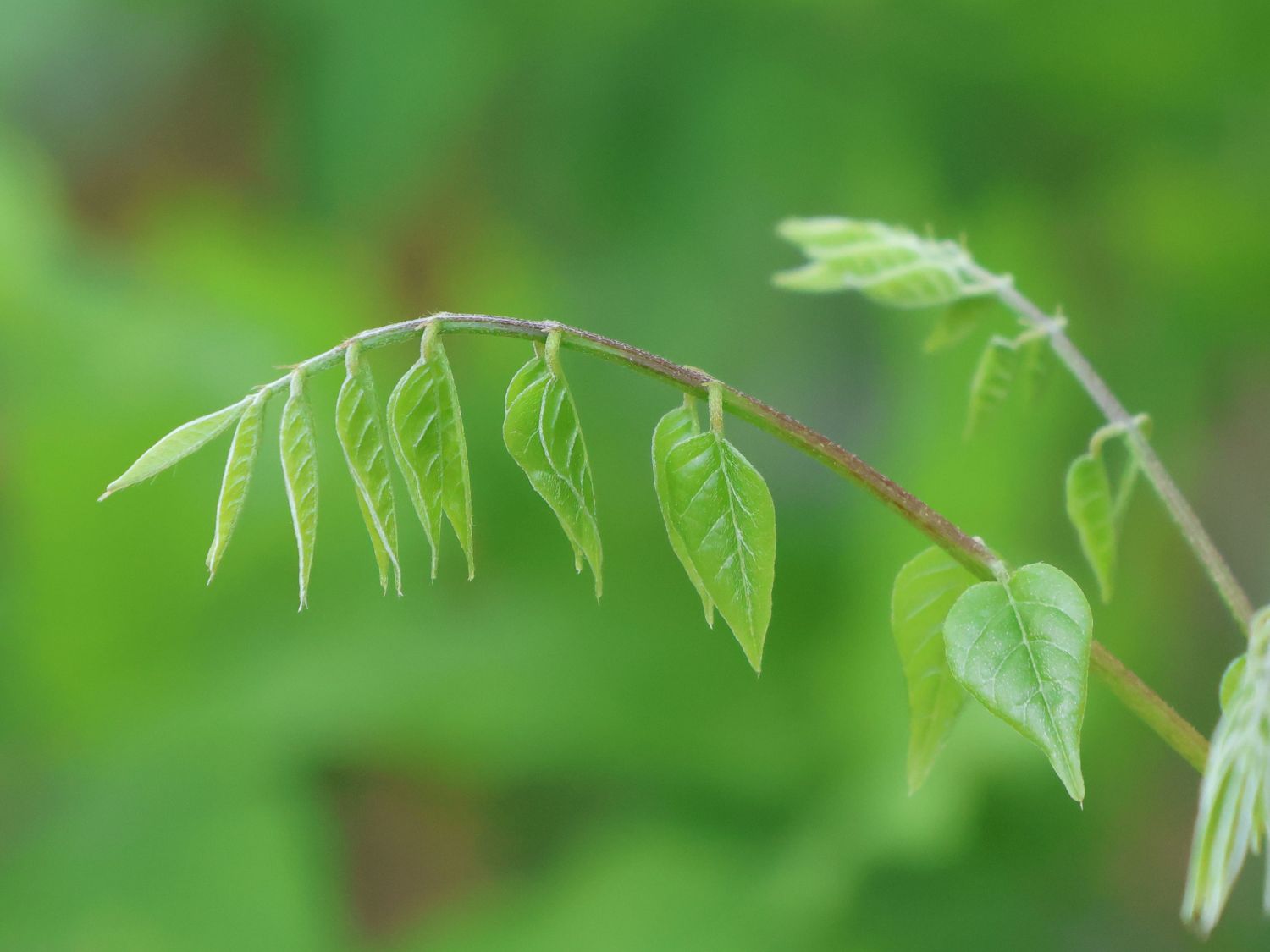 Blauregen 'Issai-naga' - Wisteria floribunda 'Issai-naga'
