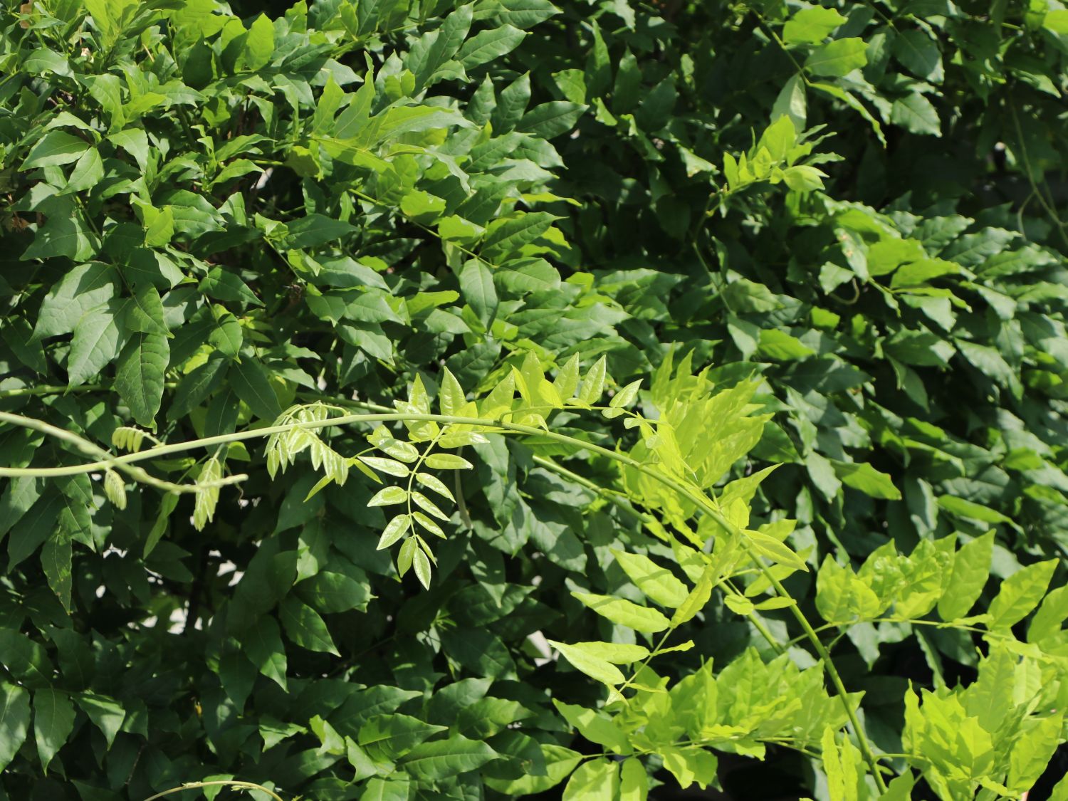 Blauregen 'Issai-naga' - Wisteria floribunda 'Issai-naga'