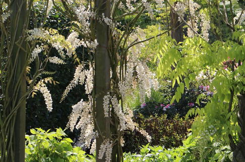 Blauregen 'Longissima Alba' - Wisteria floribunda 'Longissima Alba'