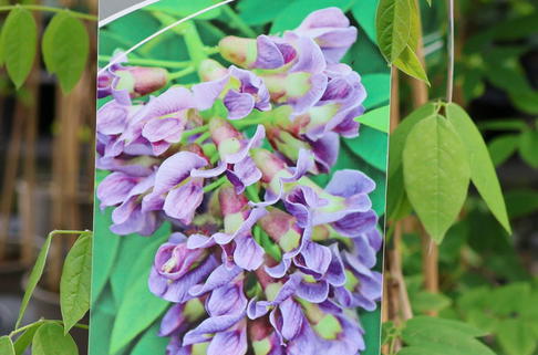 Blauregen 'Longwood Purple' - Wisteria sinensis 'Longwood Purple'