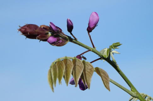 Blauregen 'Okoyama' - Wisteria brachybotrys 'Okayama'